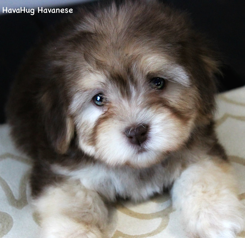 HavaHug Havanese Puppies - HavaHug Havanese Puppies of ...