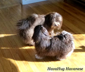 Dark Chocolate Havanese Puppies For Sale
