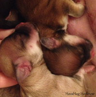 Beautiful newborn havanese puppies Michigan