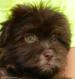 AKC Chocolate Havanese Puppy For Sale