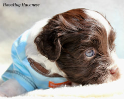 cute chocolate havanese puppy blue eyes