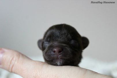 Chocolate havanese puppy