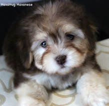 Cutest Chocolate Havanese Puppy For Sale