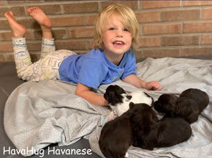 HavaHug Chocolate Havanese Puppies 