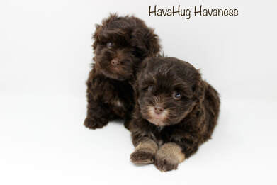 HavaHug Havanese Cutest Chocolate Puppies 