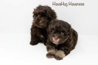 Cutest Chocolate Havanese Puppies