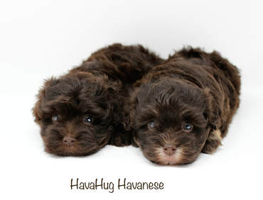Best Chocolate Havanese Puppies