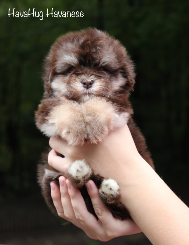 Cutest Chocolate Havanese Puppy