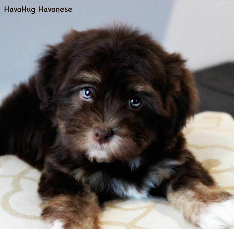dog breed havanese puppy