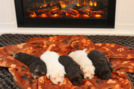 Chocolate Havanese Puppies