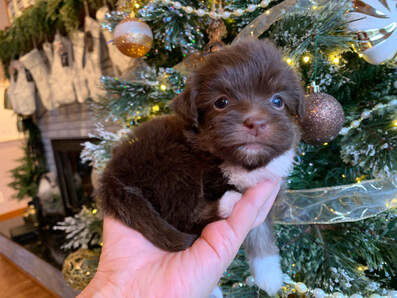 Chocolate Havanese Puppy with Blue Eyes