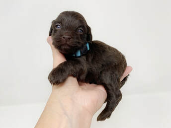chocolate havanese puppy