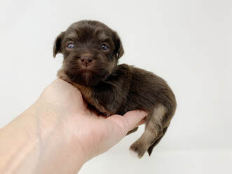 chocolate and tan havanese puppy