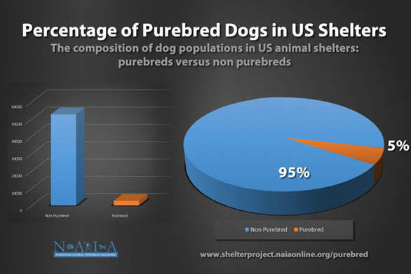 Purebred Dogs in US Shelters